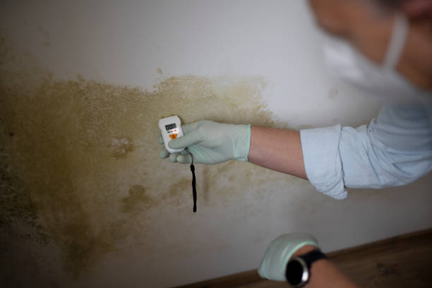 Trusted Chaffee, MO Mold Removal Experts