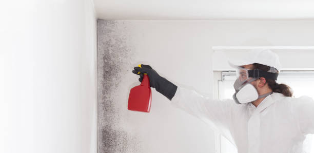 Best Residential Mold Removal  in Chaffee, MO