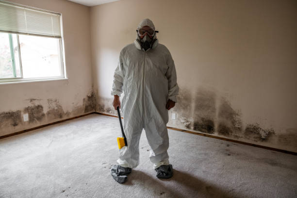 Best Toxic Mold Removal  in Chaffee, MO