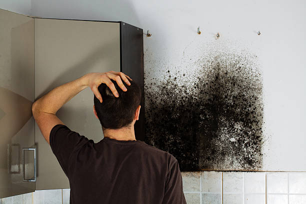Best Commercial Mold Removal  in Chaffee, MO
